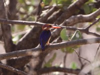African Pygmy Kingfisher (Ispidina picta)