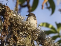 Abyssinian Slaty Flycatcher (Melaenornis chocolatinus)