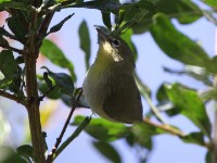 Abyssinian White-eye (Zosterops abyssinicus)