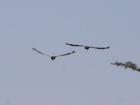 Wattled Crane (Grus carunculata)