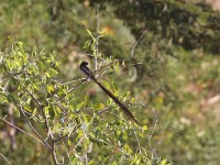 Pin-tailed Whydah (Vidua macroura)