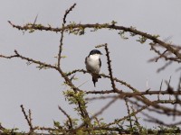 White-tailed Swallow (Hirundo megaensis)