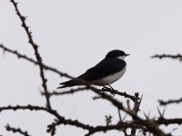 White-tailed Swallow (Hirundo megaensis)
