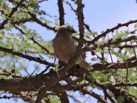 Grey-capped Social Weaver (Pseudonigrita arnaudi)