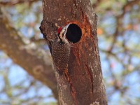 Bearded Woodpecker (Dendropicos namaquus)