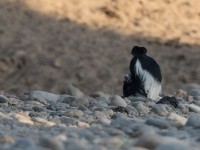 Abyssinian Black-and-White Colobus (Colobus guereza)