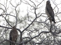 Wahlberg's Eagle (Hieraaetus wahlbergi)