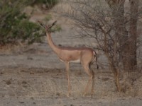 Northern Gerenuk (Litocranius walleri sclateri)