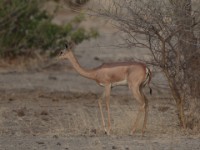 Northern Gerenuk (Litocranius walleri sclateri)