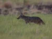 African Golden Wolf (Canis anthus)