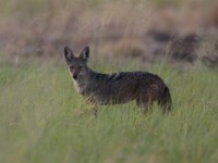 African Golden Wolf (Canis anthus)