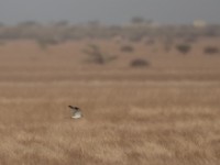 Pallid Harrier (Circus macrourus)