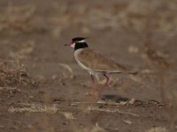 Black-headed Lapwing (Vanellus tectus tectus)