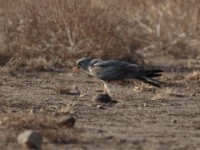 Montagu's Harrier (Circus pygargus)