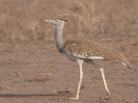 Arabian Bustard (Ardeotis arabs arabs)