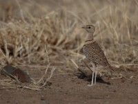 Double-banded Courser (Rhinoptilus africanus raffertyi)