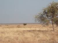 Aledeghi Plains