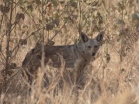 African Golden Wolf (Canis anthus)