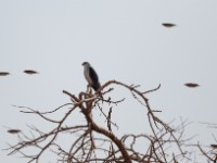 Black-winged Kite (Elanus caeruleus caeruleus)