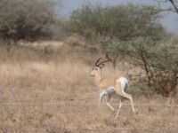 Soemmerring’s Gazelle (Nanger soemmerringii)