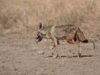 African Golden Wolf (Canis anthus)