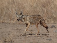 African Golden Wolf (Canis anthus)