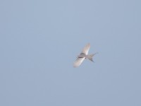 Scissor-tailed Kite (Chelictinia riocourii)