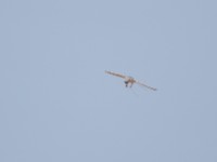 Scissor-tailed Kite (Chelictinia riocourii)