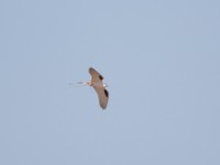 Scissor-tailed Kite (Chelictinia riocourii)