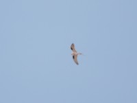 Scissor-tailed Kite (Chelictinia riocourii)