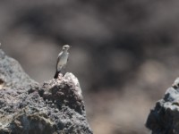 Blackstart (Oenanthe melanura lypura)