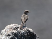 Sombre Rock Chat (Oenanthe dubia)