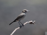 Sombre Rock Chat (Oenanthe dubia)