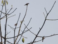 Blue-throated Brown Sunbird (Cyanomitra cyanolaema