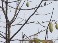 Blue-throated Brown Sunbird (Cyanomitra cyanolaema