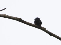 Dusky-blue Flycatcher (Muscicapa comitata)