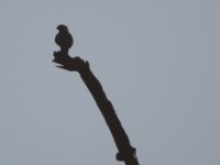 Grey Kestrel (Falco ardosiaceus)