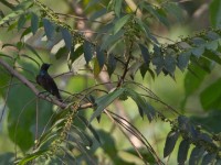 Blue-throated Brown Sunbird (Cyanomitra cyanolaema)