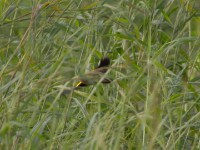 Yellow-mantled Widowbird (Euplectes macroura)