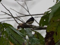 Black-and-white Mannikin (Lonchura bicolor)