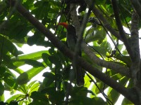 Red-billed Dwarf Hornbill (Lophoceros camurus)