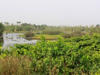 Habitat of the Mangrove Sunbird (Anthreptes gabonicus)