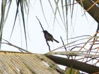 Reichenbach's Sunbird (Anabathmis reichenbachii)