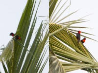 Red-vented Malimbe (Malimbus scutatus)