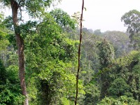Canopy Walkway Kakum NP