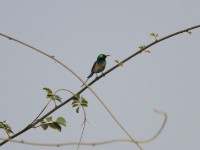 Pygmy Sunbird (Hedydipna platura)
