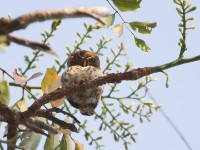 Pearl-spotted Owlet (Glaucidium perlatum)