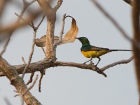 Pygmy Sunbird (Hedydipna platura)