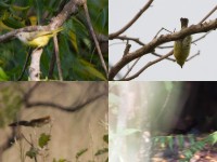 Senegal Eremomela (Eremomela pusilla) Yellow-fronted Tinkerbird (Pogoniulus chrysoconus) Black Coucal (Centropus grillii) Stone Partridge (Ptilopachus petrosus)