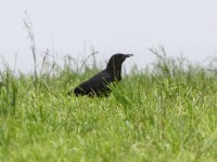 Cape Crow (Corvus capensis)